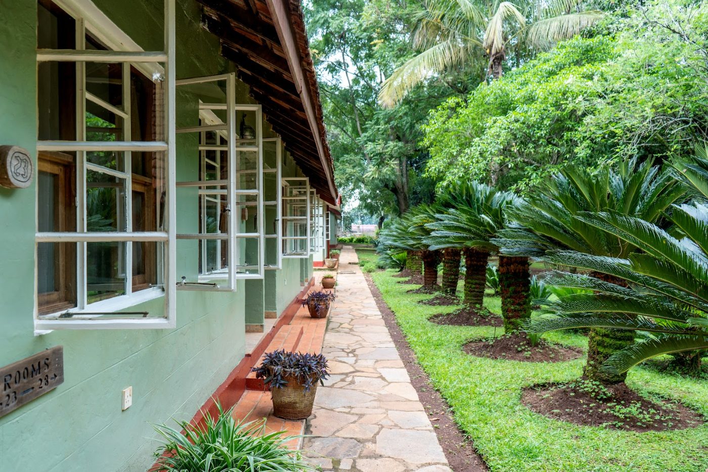 A garden path at Masindi Hotel, lined with cycads
