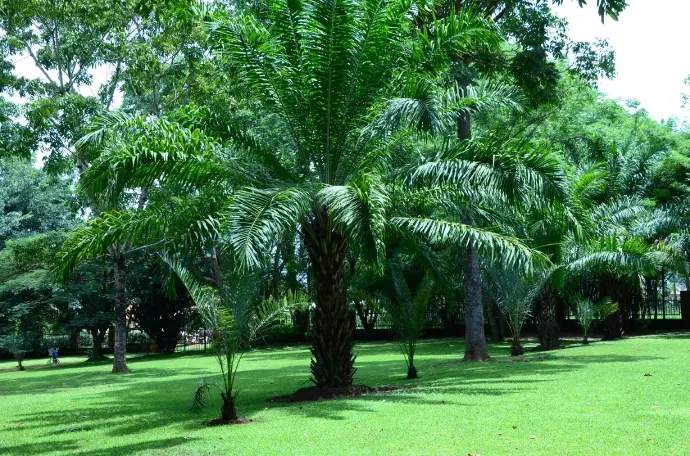 The gardens beside the campsite at Masindi Hotel
